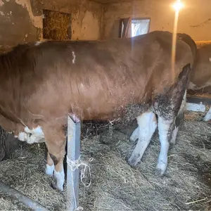 2 junice - thumbnail 1