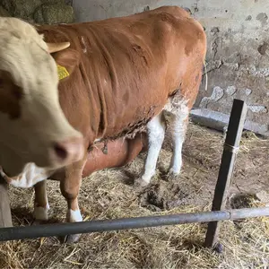 2 junice - thumbnail 2