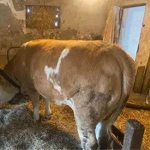 2 junice - thumbnail 3