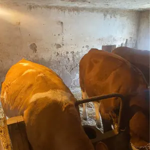 2 junice - thumbnail 4