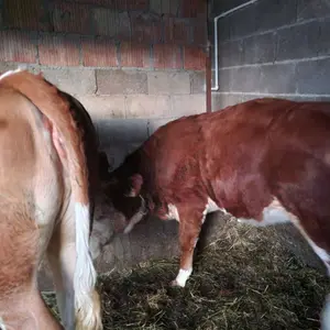 2 junice - thumbnail 1