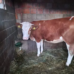 2 junice - thumbnail 2