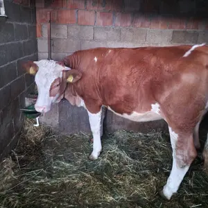 2 junice - thumbnail 3