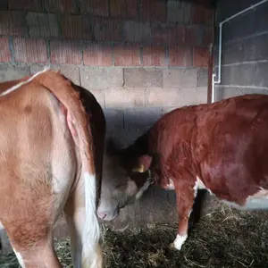 2 junice - thumbnail 4