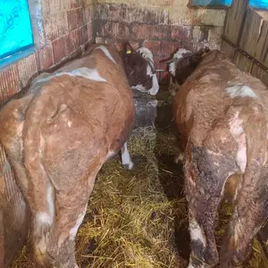 2 krave - thumbnail 1