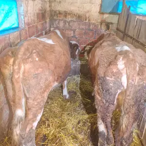 2 krave - thumbnail 2