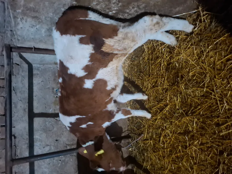 2 muška i 1 žensko tele