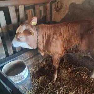 2 muška teleta - thumbnail 1