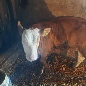 2 muška teleta - thumbnail 2