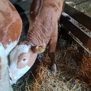 2 muška teleta - thumbnail 3