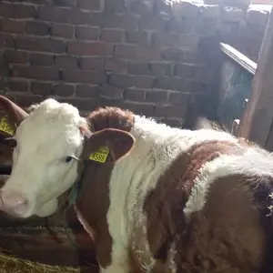 2 teleta muška - thumbnail 1