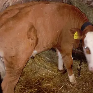 2 teleta muška - thumbnail 2