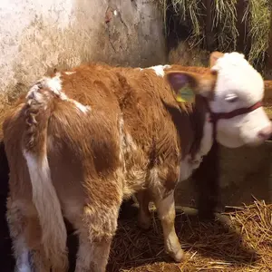 2 teleta - thumbnail 1