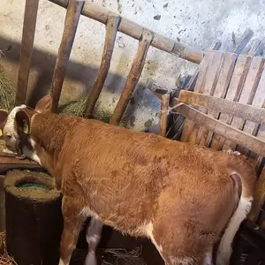 2 teleta - thumbnail 3