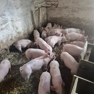 20 prasića - thumbnail 1