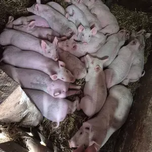 20 prasića - thumbnail 2