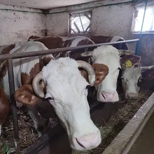 3 krave - thumbnail 1