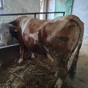 3 krave - thumbnail 2