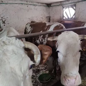 3 krave - thumbnail 3