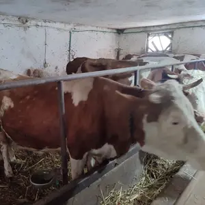 3 krave - thumbnail 4