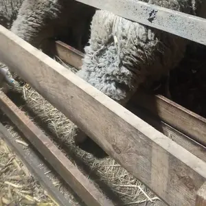 3 Virtemberg Ovna - thumbnail 1