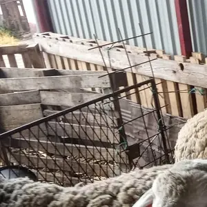 3 Virtemberg Ovna - thumbnail 2