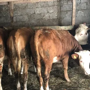 4 junice - thumbnail 1