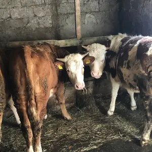 4 junice - thumbnail 2