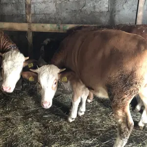 4 junice - thumbnail 3