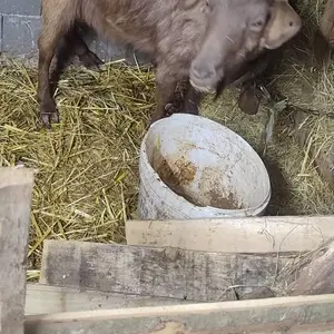 4 koze i jare - thumbnail 1