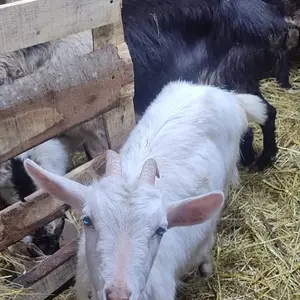 4 koze i jare - thumbnail 2