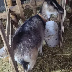 4 koze i jare - thumbnail 3