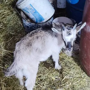 4 koze i jare - thumbnail 4