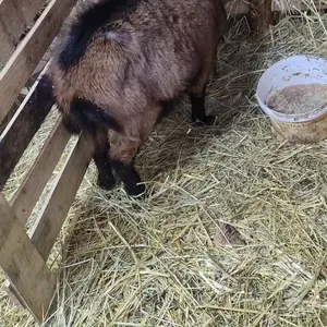 4 koze i jare - thumbnail 5