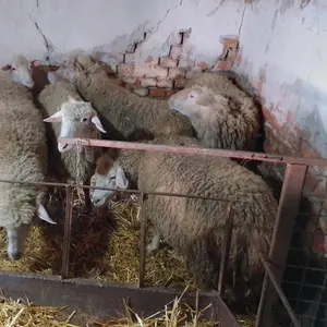 7 ovaca - thumbnail 1