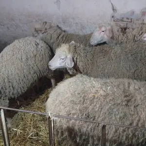 7 ovaca - thumbnail 2