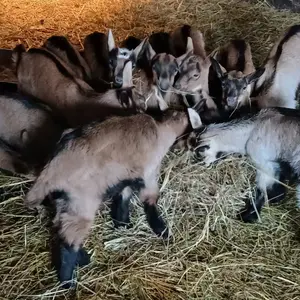 Alpski jarići - thumbnail 2