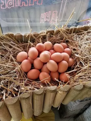 Koke Nosilje - thumbnail 3