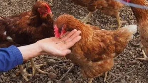 Koke Nosilje - thumbnail 4