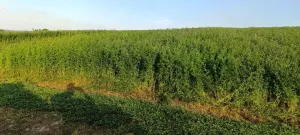 Detelina na prodaju - thumbnail 1