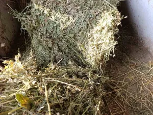 Detelina na prodaju - thumbnail 2