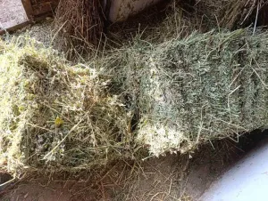 Detelina na prodaju - thumbnail 3