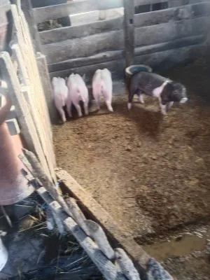 Prodajem prasiće 20–24 kg - thumbnail 2
