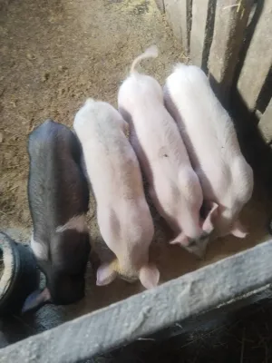 Prodajem prasiće 20–24 kg - thumbnail 1
