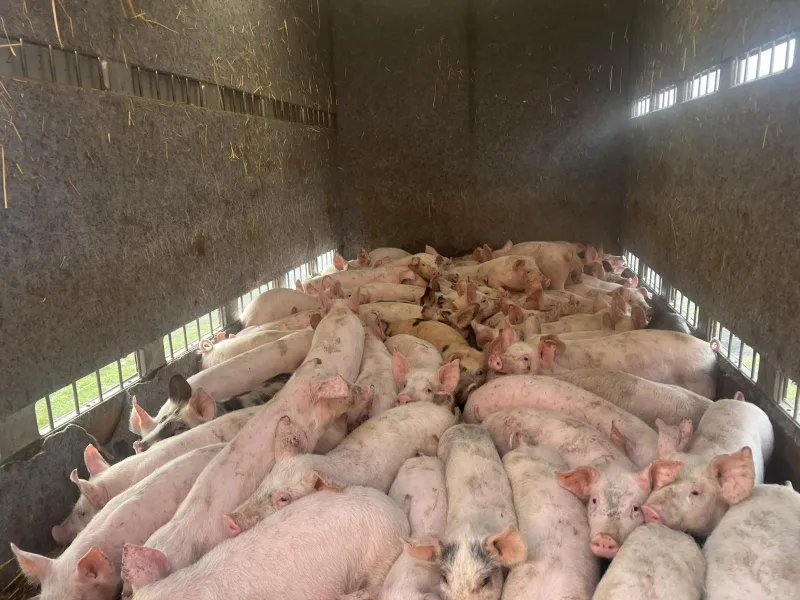 Kupujem prasiće 15–25 kg