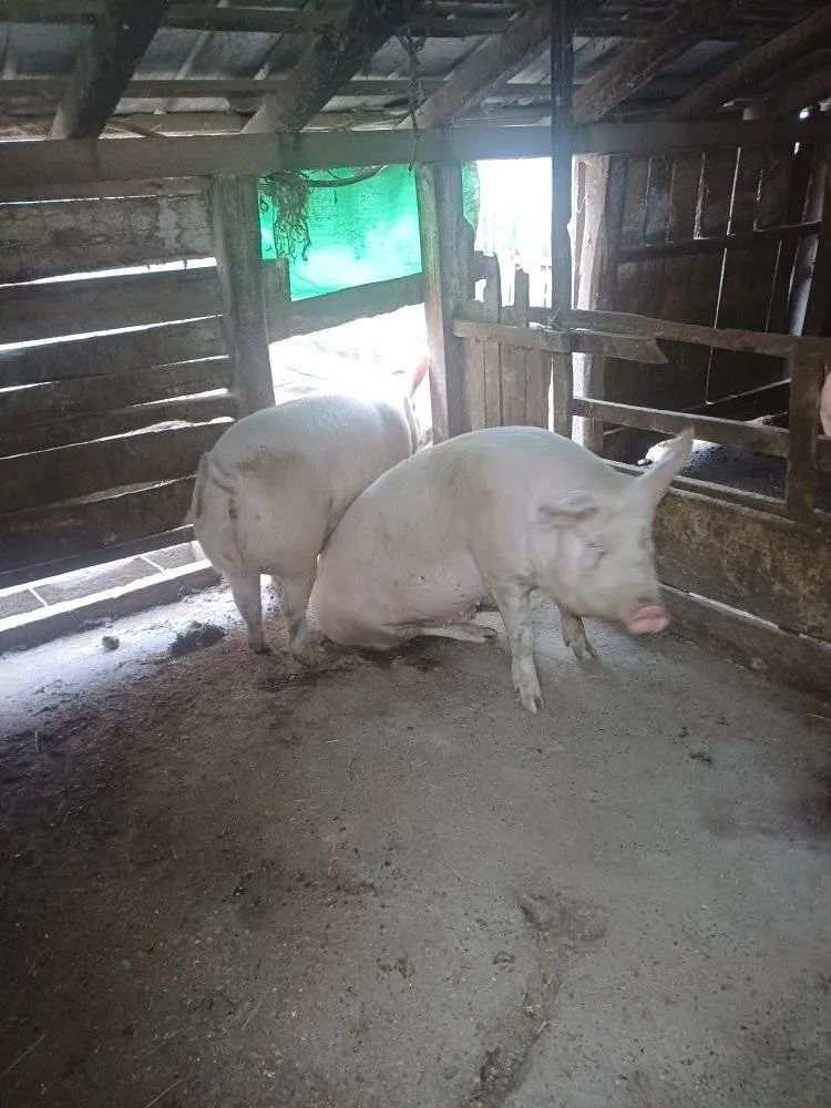 Na prodaju svinje težine oko 160 kg