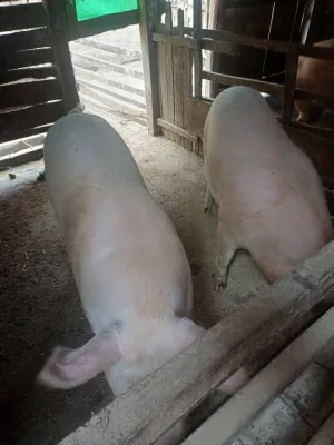 Na prodaju svinje težine oko 160 kg - thumbnail 2