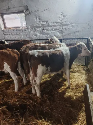 Na Prodaju Muška Telad od 1,5 do 2 meseca - thumbnail 2