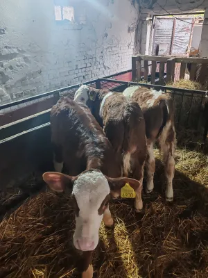 Na Prodaju Muška Telad od 1,5 do 2 meseca - thumbnail 3