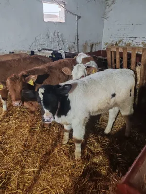 Na Prodaju Muška Telad od 1,5 do 2 meseca - thumbnail 5